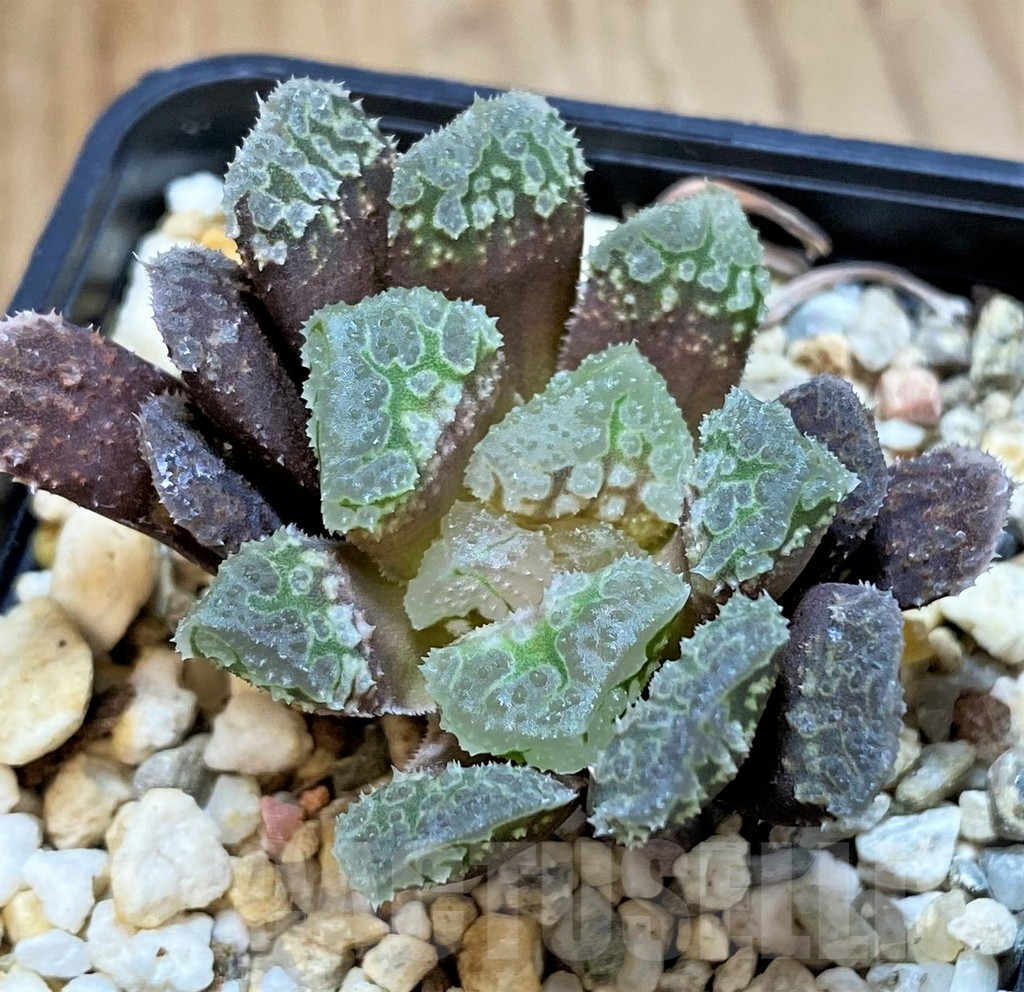 SH14438 Haworthia 'Gorbi' hybrid F2 - Image 2