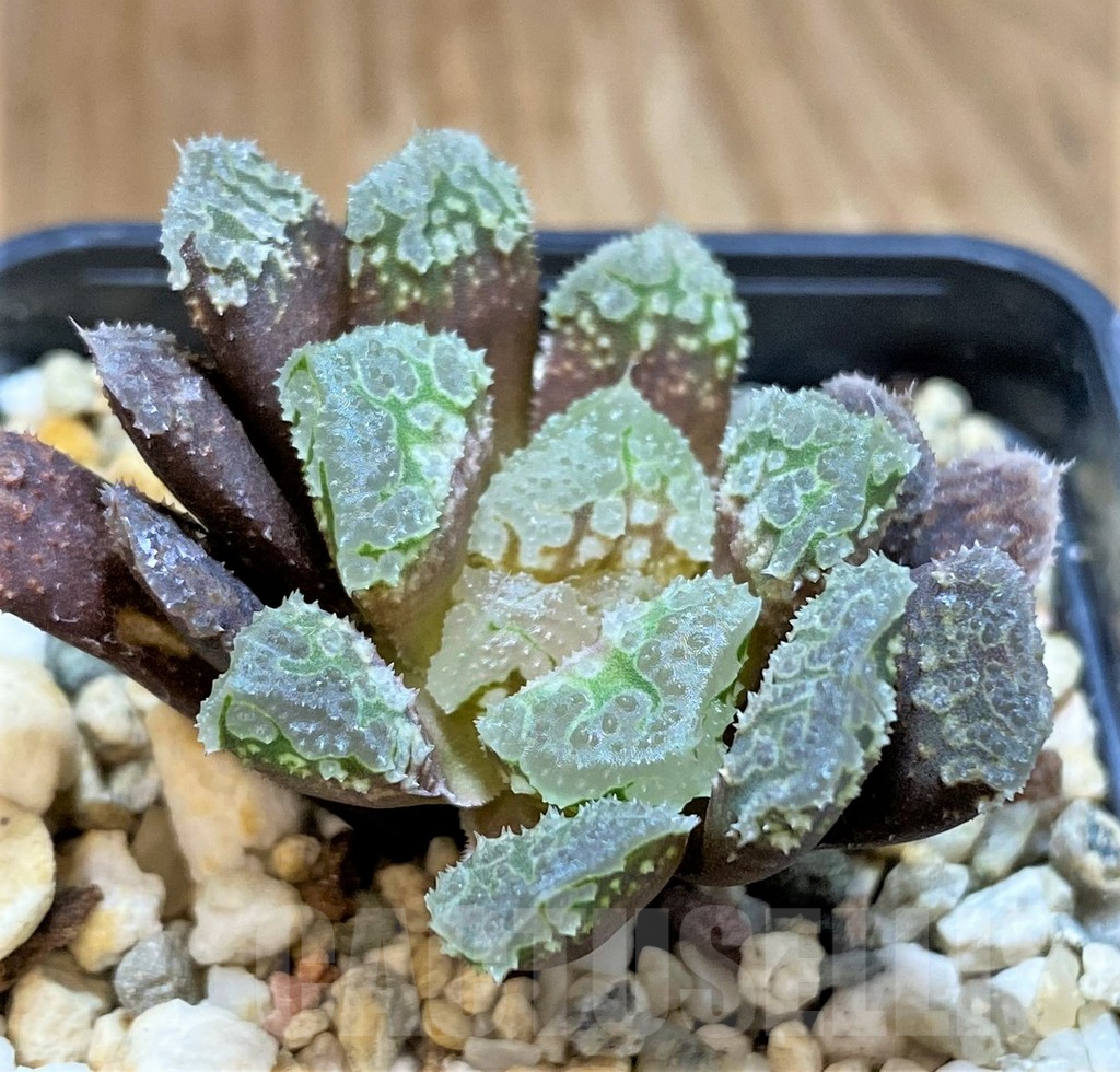 SH14438 Haworthia 'Gorbi' hybrid F2
