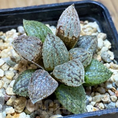 SH14446 Haworthia picta -Japan- clon 4