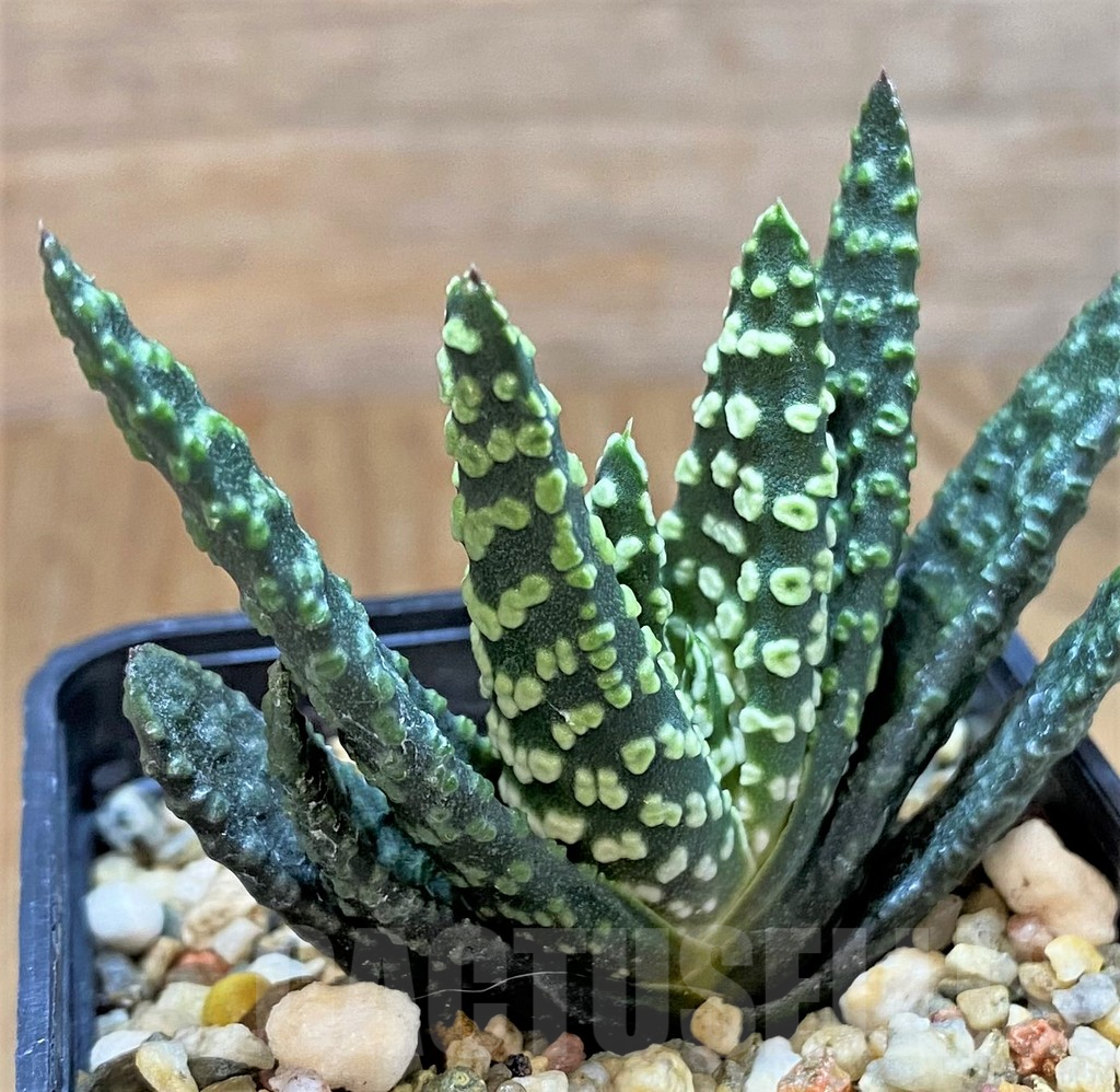 SH14409 Haworthia pumila 'Donut' - Image 2