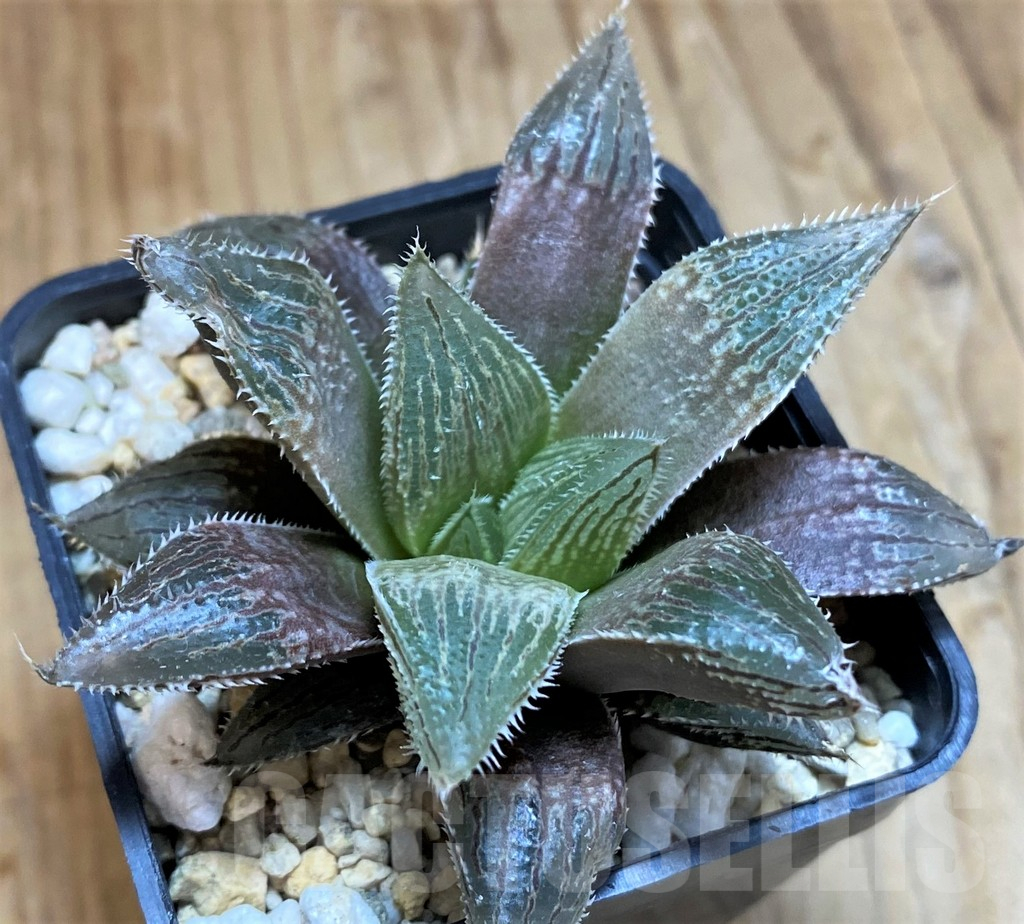 SH14410 Haworthia ‘Yumedono’ hybrid G408