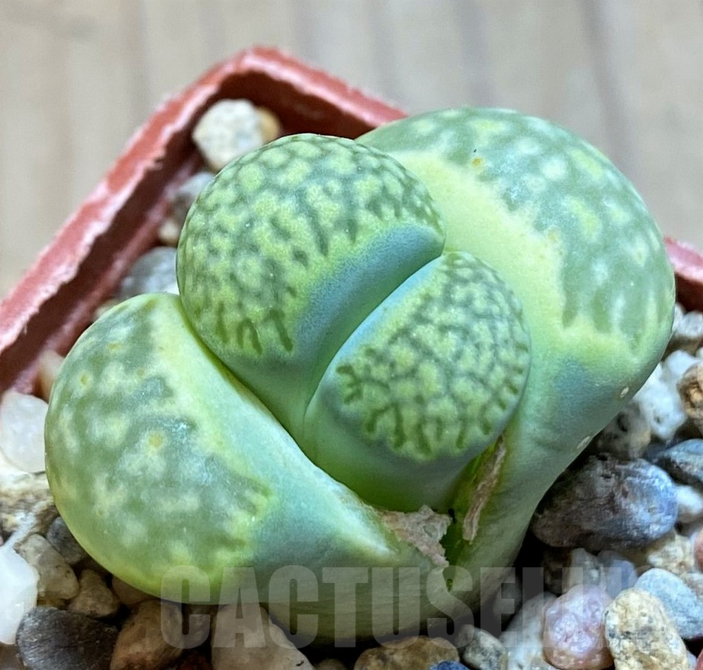 SH14890 Lithops salicola `Malachite` x julii `Fullergreen`