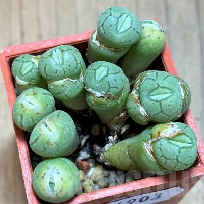 SH14903 Conophytum obcordellum