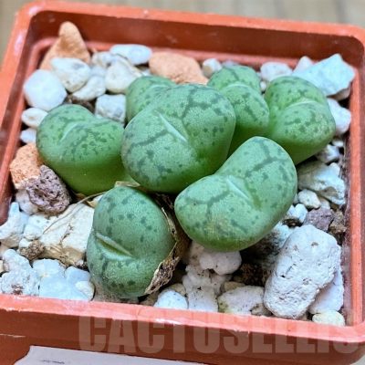 SH14908 Conophytum obcordellum