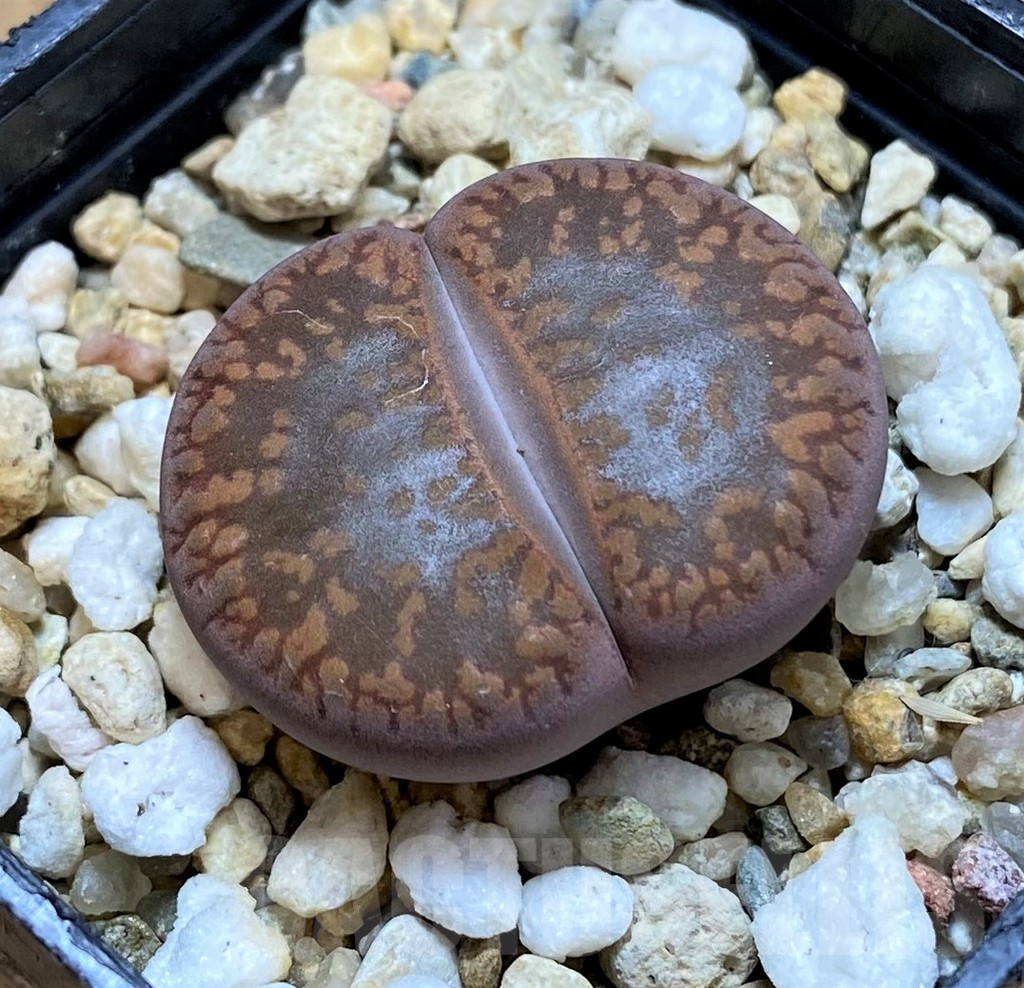 SH14850 Lithops aucampiae