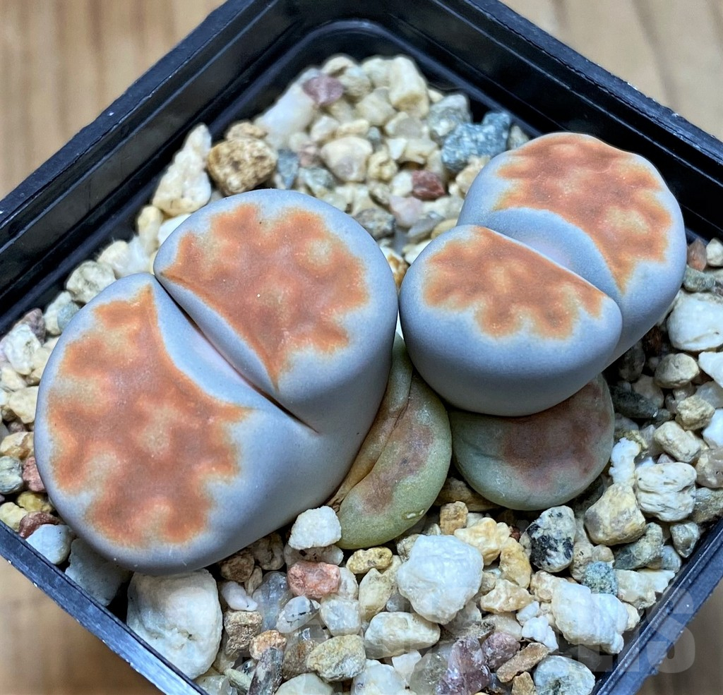 SH14843 Lithops karasmontana 'Lateritia'