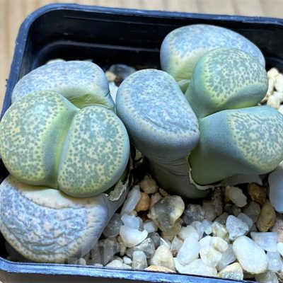 SH14851 Lithops terricolor