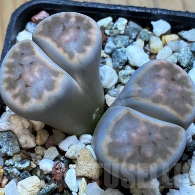 SH14856 Lithops karasmontana v. erniana