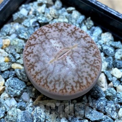 SH14857 Lithops pseudotruncatella