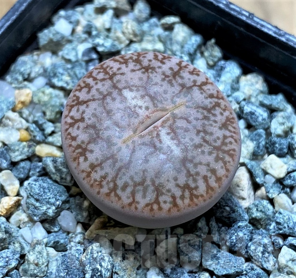 SH14857 Lithops pseudotruncatella