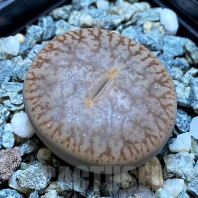 SH14858 Lithops pseudotruncatella
