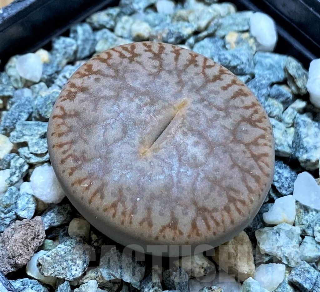 SH14858 Lithops pseudotruncatella