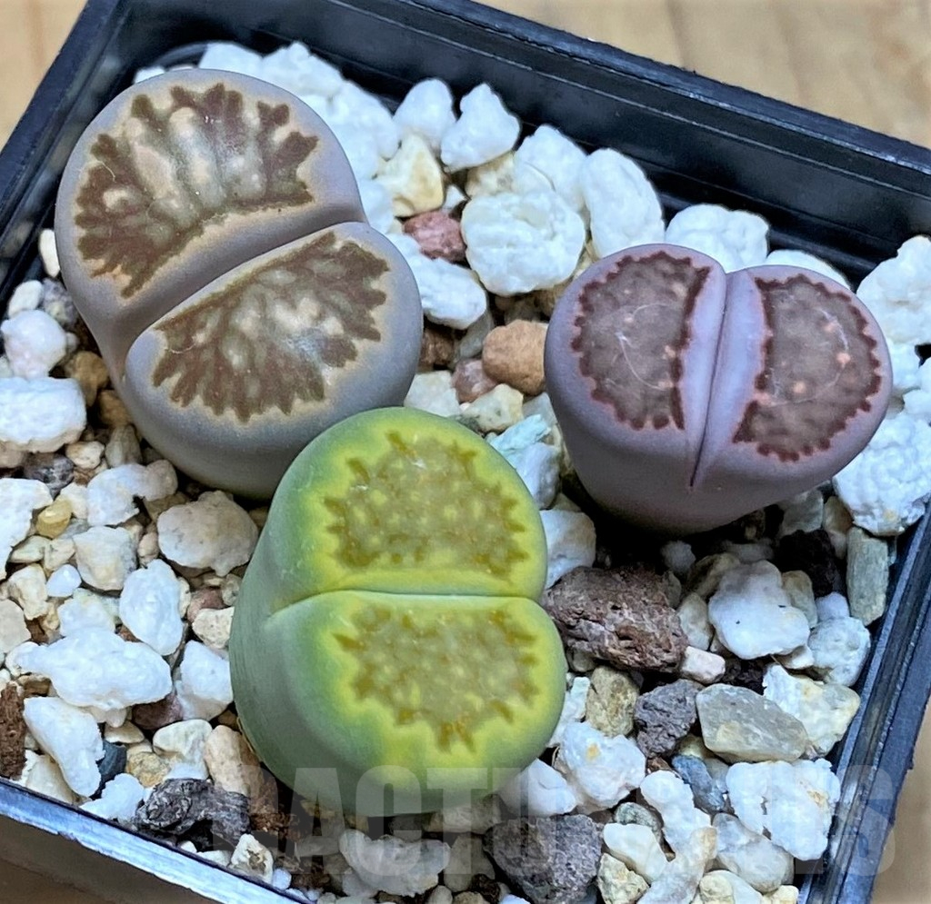 SH14866 Lithops mix