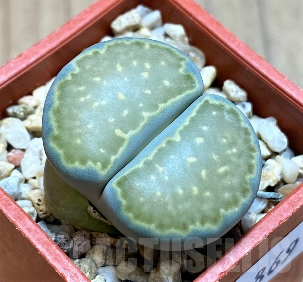 SH14869 Lithops salicola