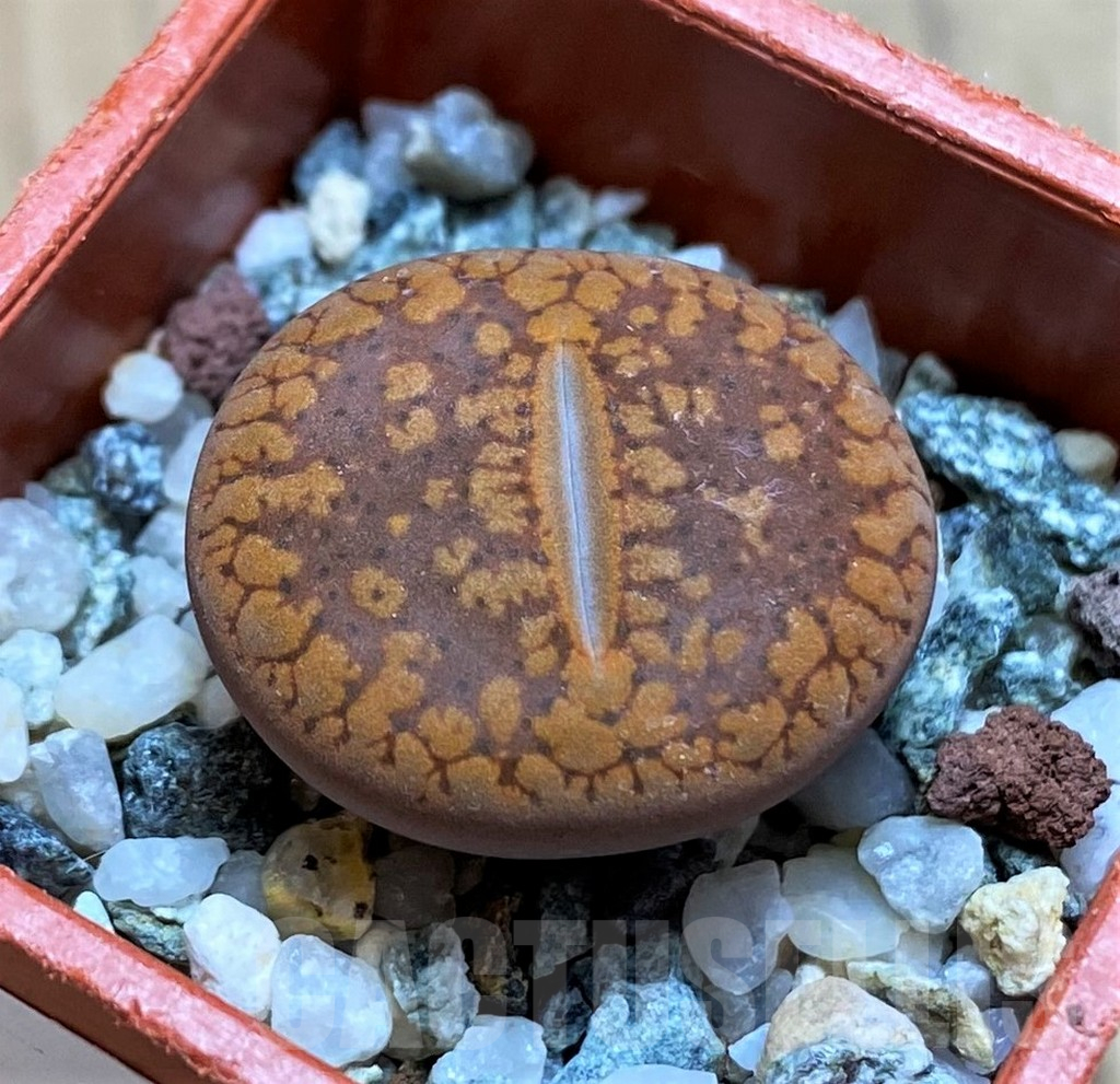 SH14872 Lithops aucampiae v. koelemanii