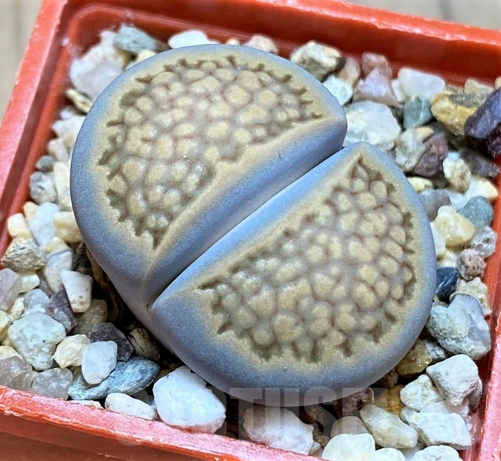 SH14875 Lithops hallii -Geelkop-