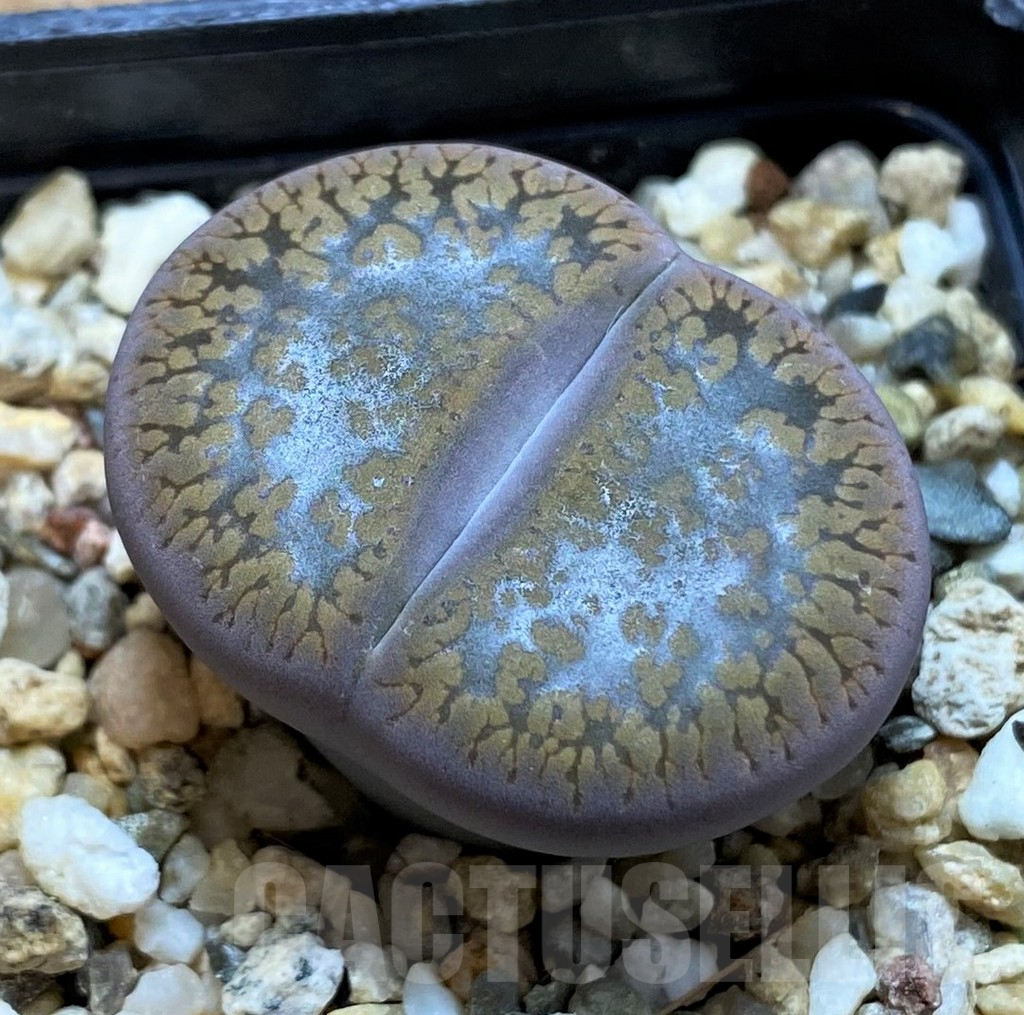 SH14846 Lithops aucampiae