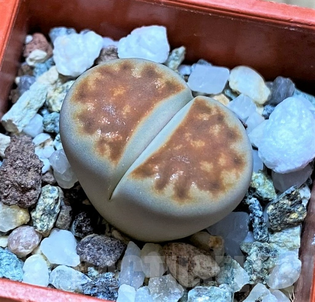 SH14880 Lithops karasmontana 'Lateritia'
