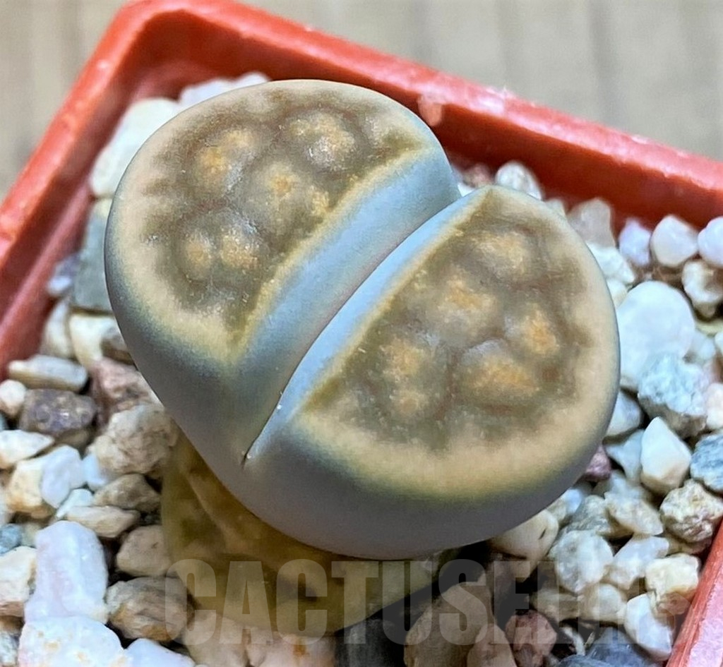 SH14884 Lithops karasmontana v. erniana