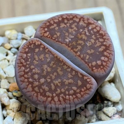 SH14887 Lithops aucampiae