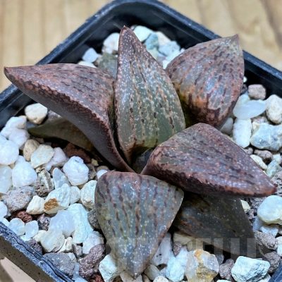SH14946 Haworthia picta v. janvlokii, seedling