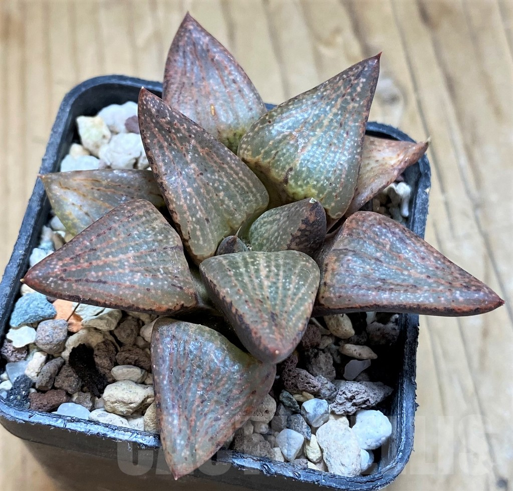 SH14947 Haworthia picta v. janvlokii, seedling