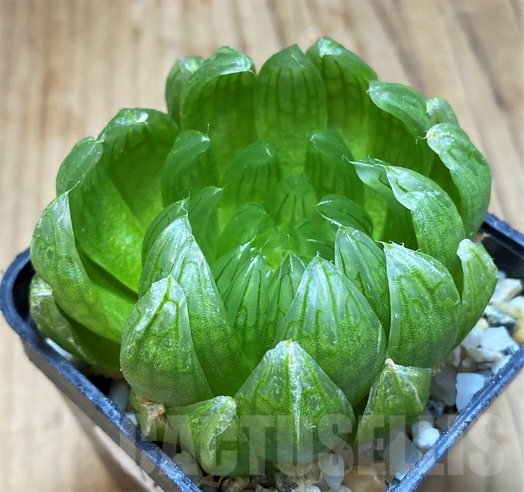 SH14953 Haworthia cooperi ‘Led mutant’ - Image 2