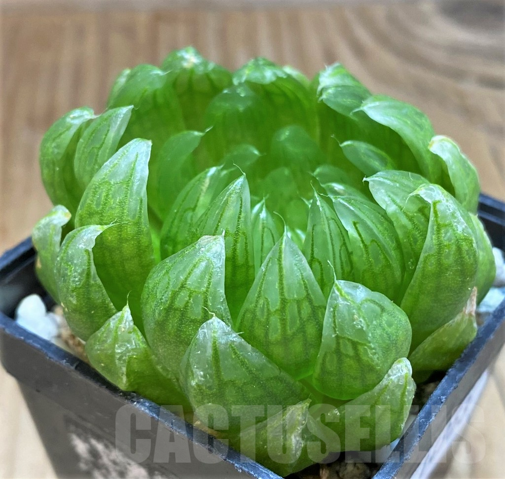 SH14953 Haworthia cooperi ‘Led mutant’