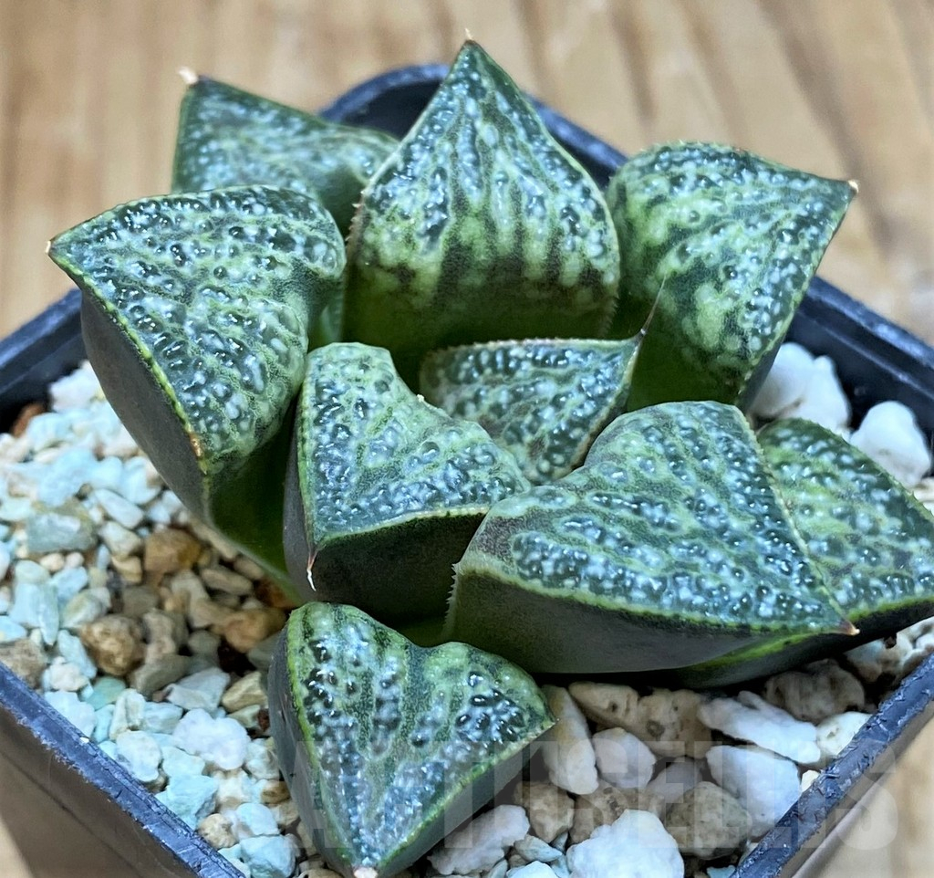SH14957 Haworthia splendens 'Hana Aoi' - Image 2