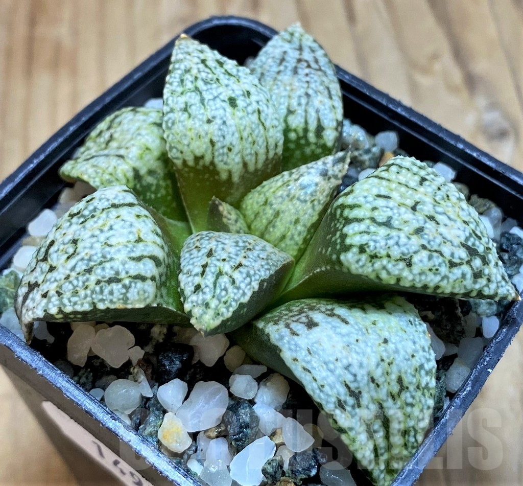 SH14958 Haworthia picta 'White Magic'