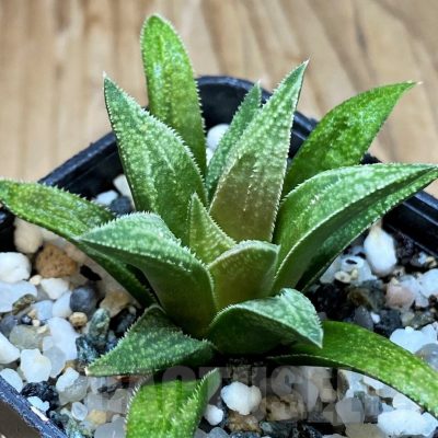SH14961 Haworthia metallica x parxiana