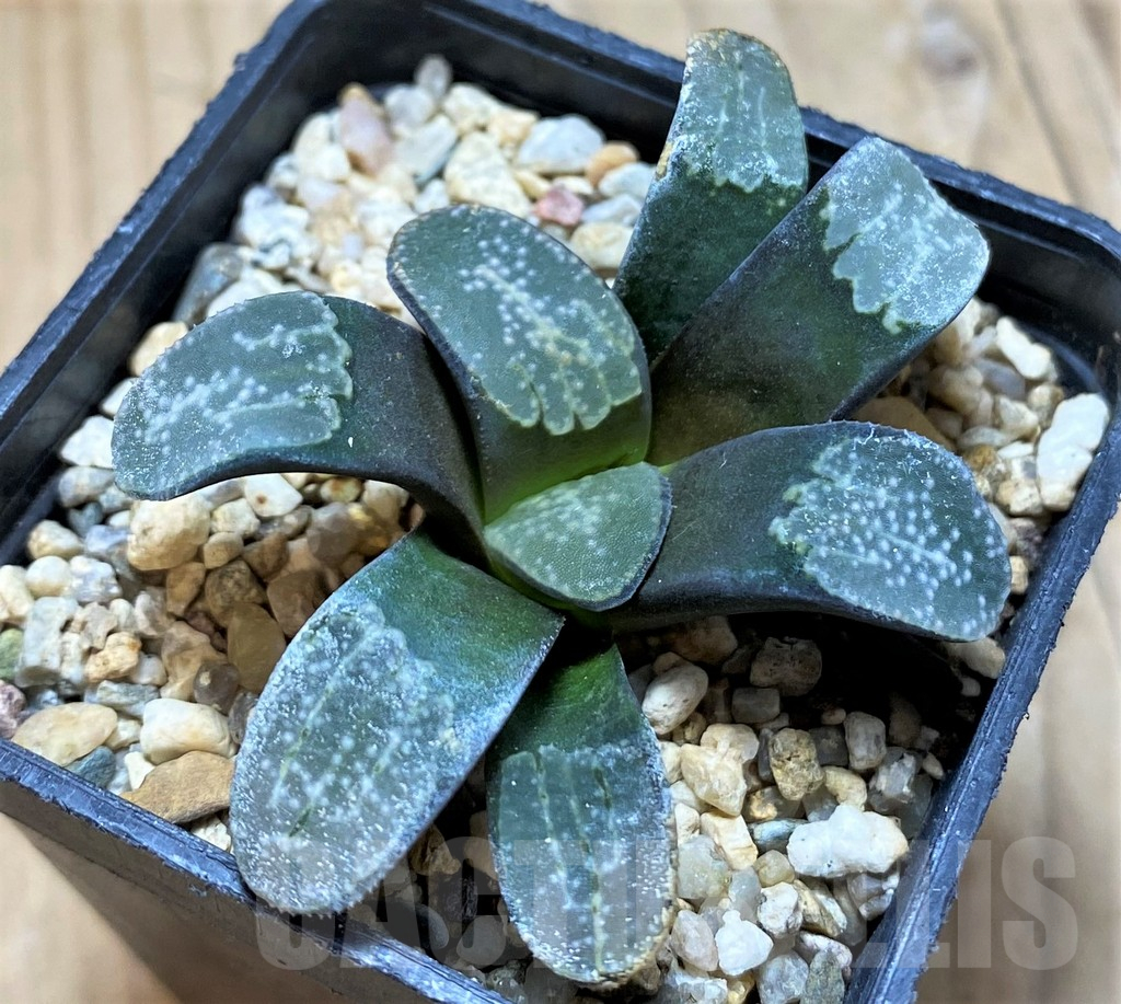 SH14962 Haworthia groenewaldii
