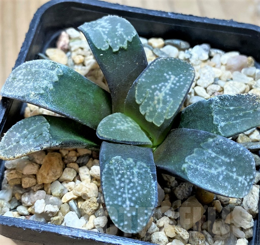 SH14962 Haworthia groenewaldii - Image 2