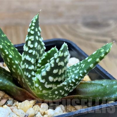 SH14967 Haworthia pumila