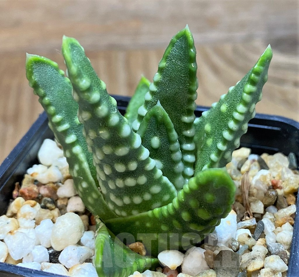 SH14968 Haworthia ‘Zenigata’ - Image 2