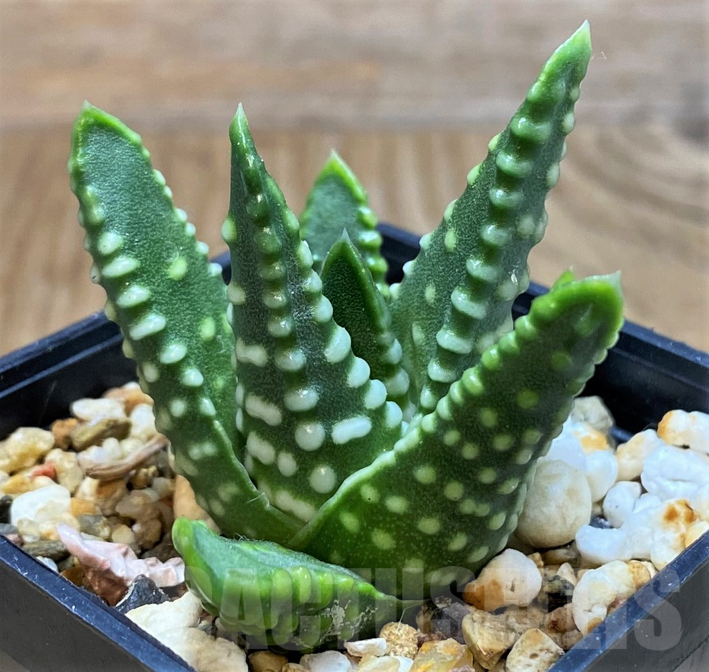 SH14968 Haworthia ‘Zenigata’