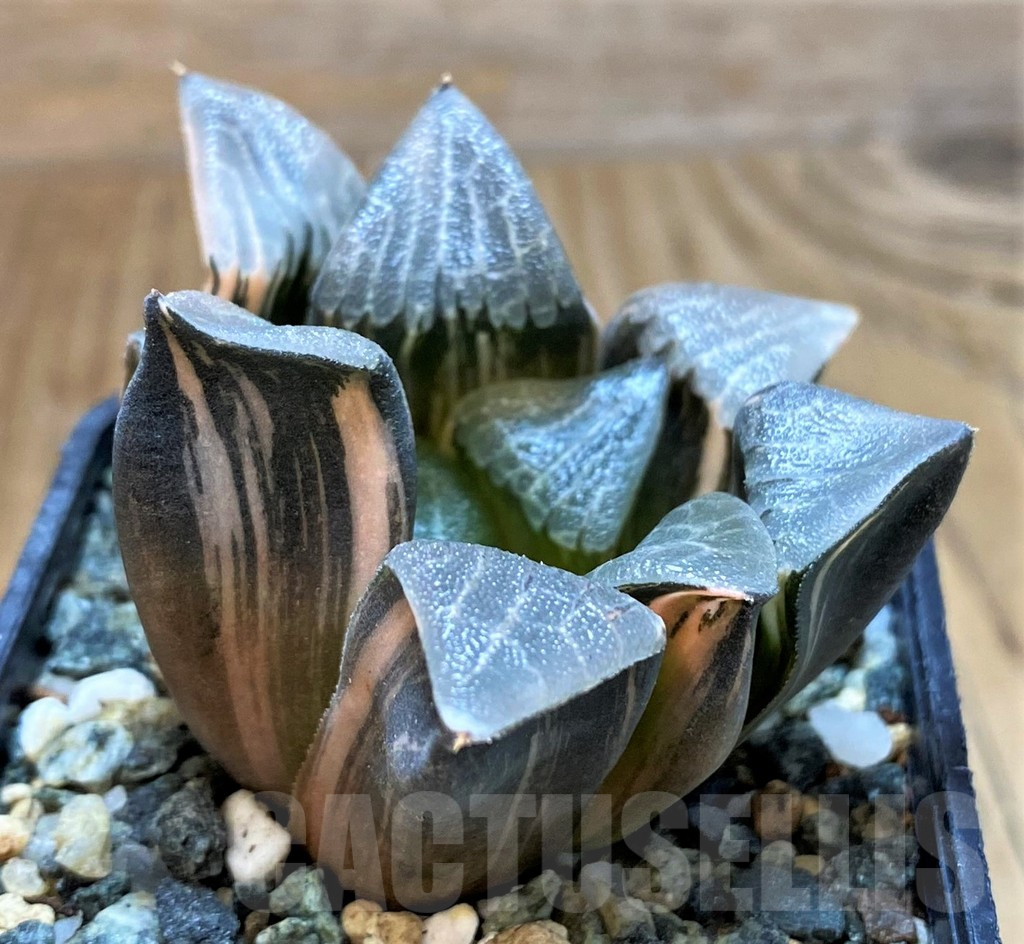 SH13920 Haworthia bayeri f. variegata - Image 3
