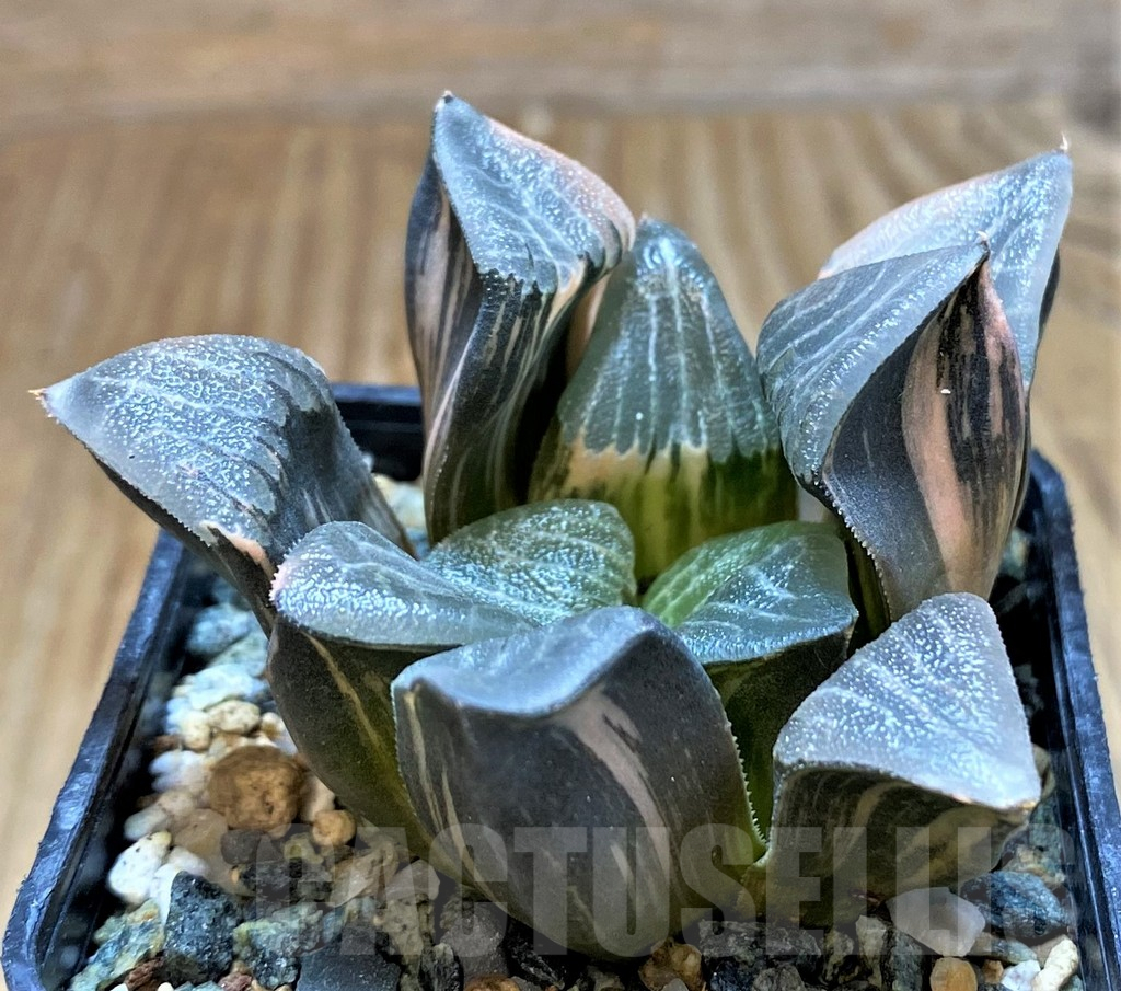 SH13920 Haworthia bayeri f. variegata - Image 2