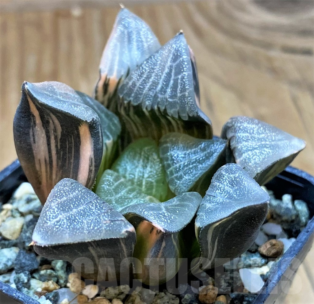 SH13920 Haworthia bayeri f. variegata
