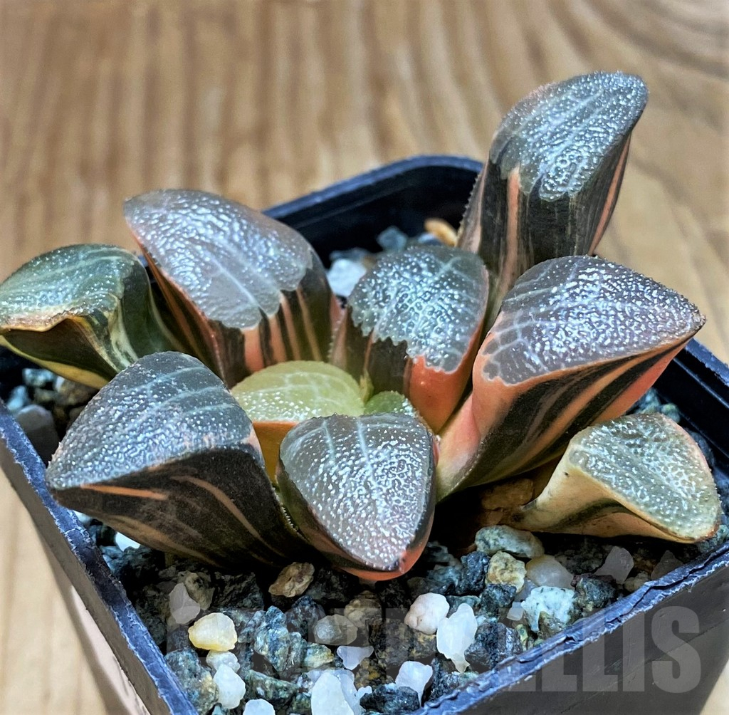 SH13921 Haworthia bayeri f. variegata - Image 2