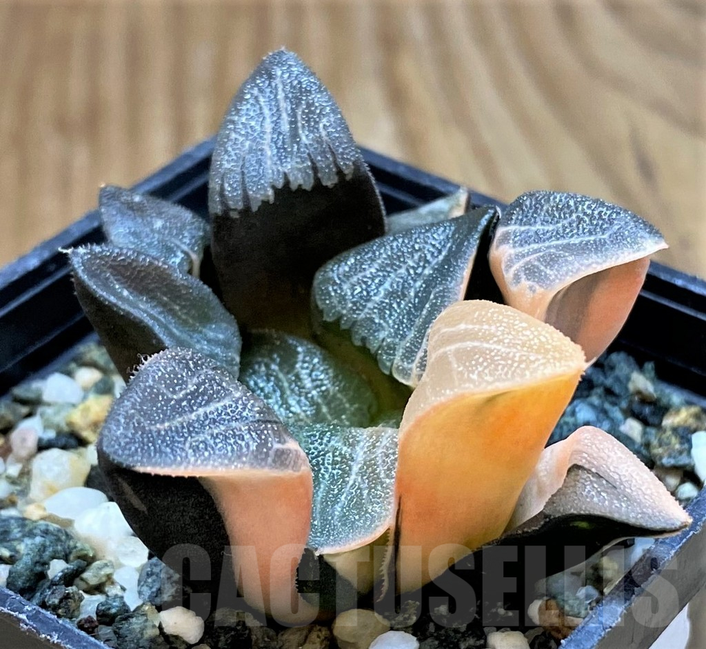 SH13922 Haworthia bayeri f. variegata - Image 4