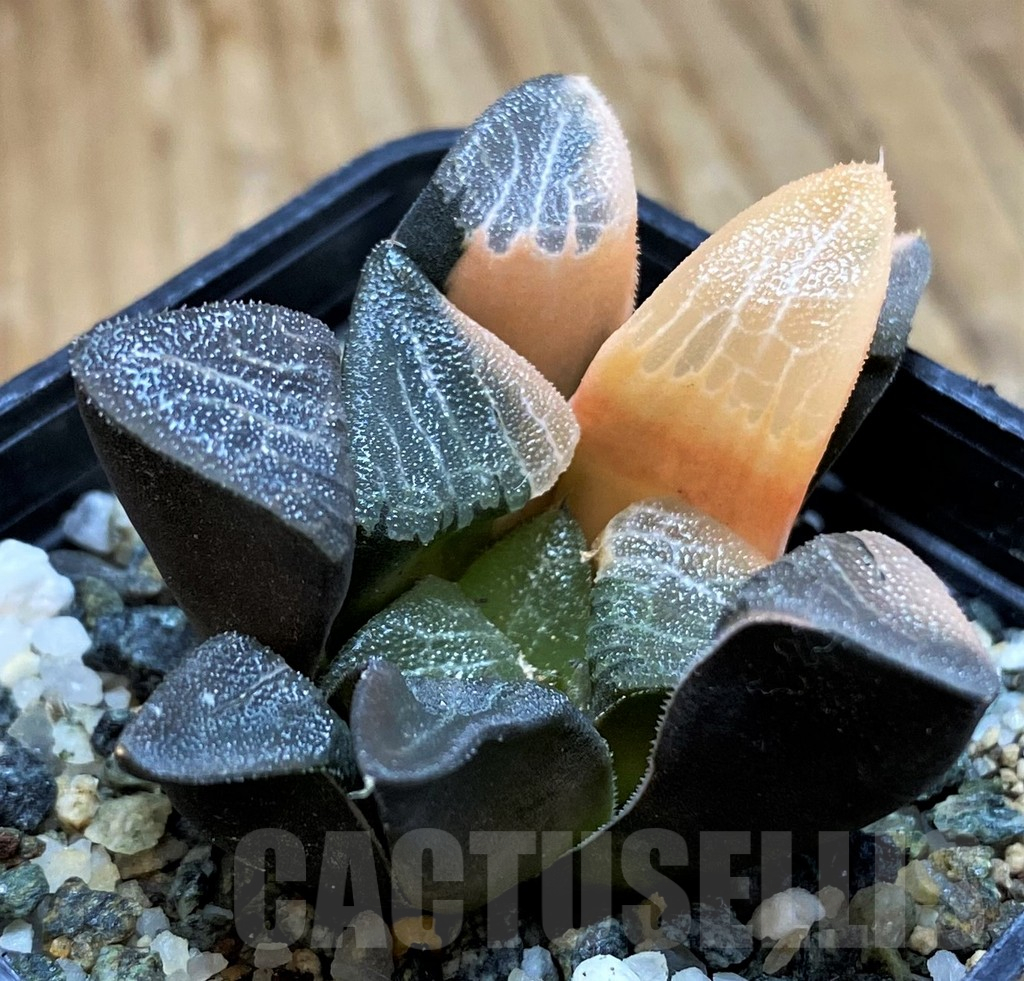 SH13922 Haworthia bayeri f. variegata - Image 3
