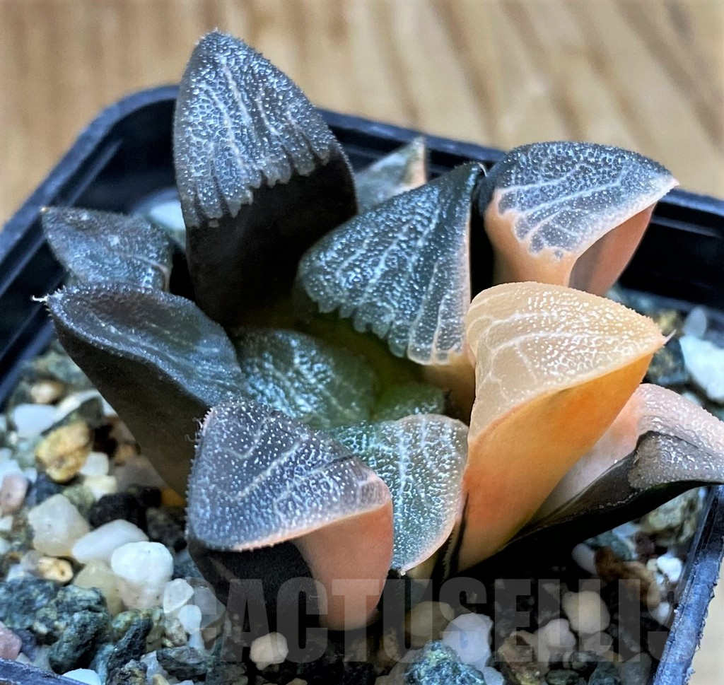 SH13922 Haworthia bayeri f. variegata - Image 2