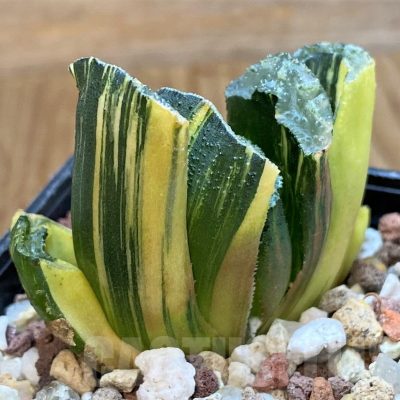 SH14938 Haworthia truncata f. variegata