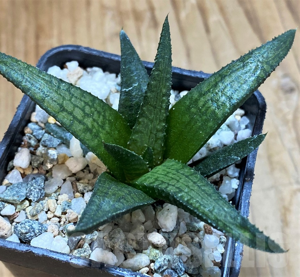 SH14940 Haworthia woolleyi hybrid - Image 2