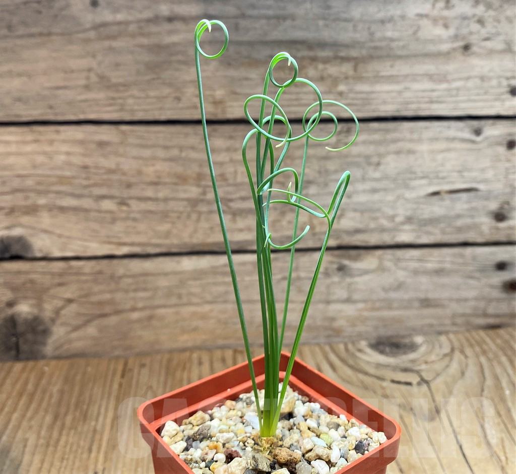 SH15085 Albuca spiralis - Image 2