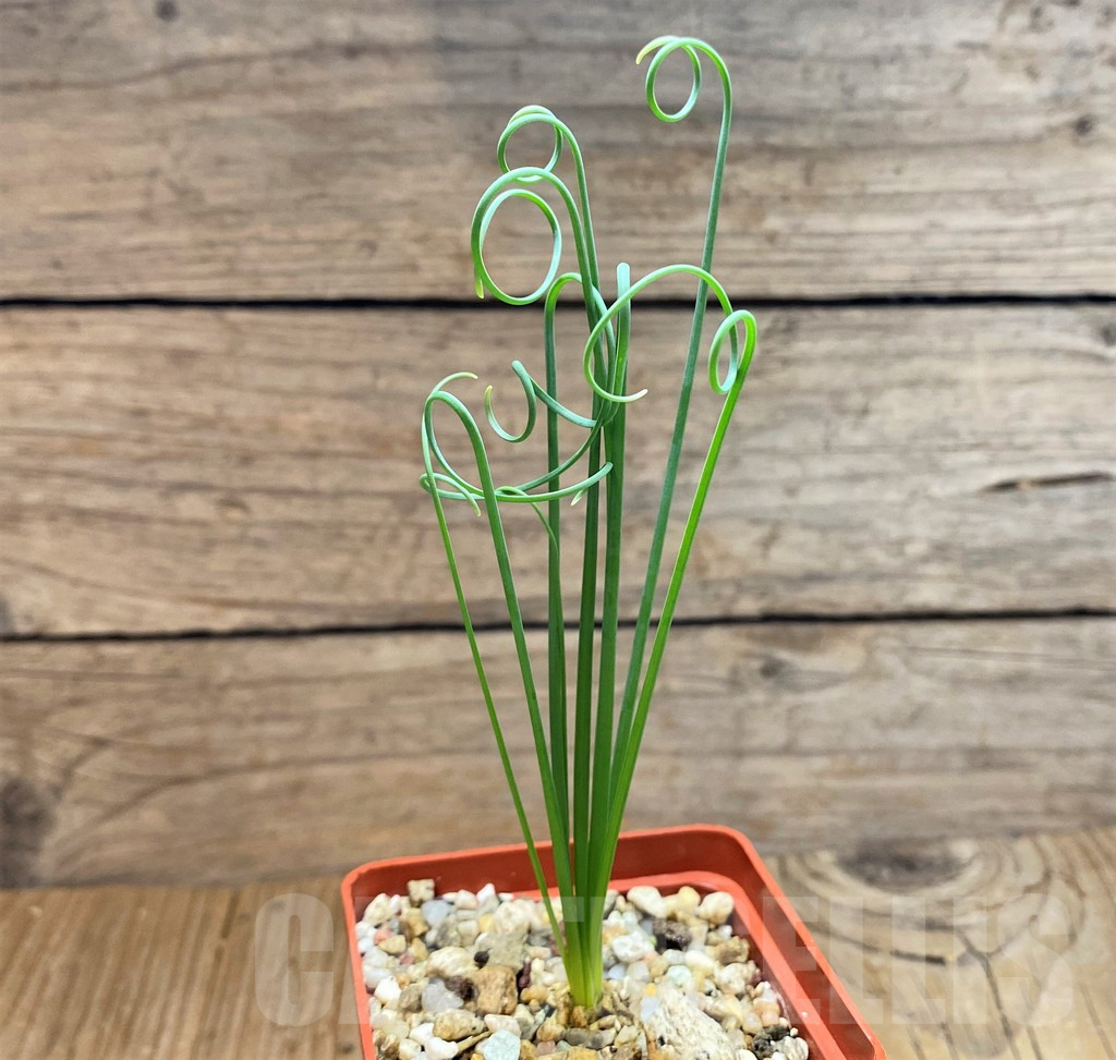 SH15085 Albuca spiralis