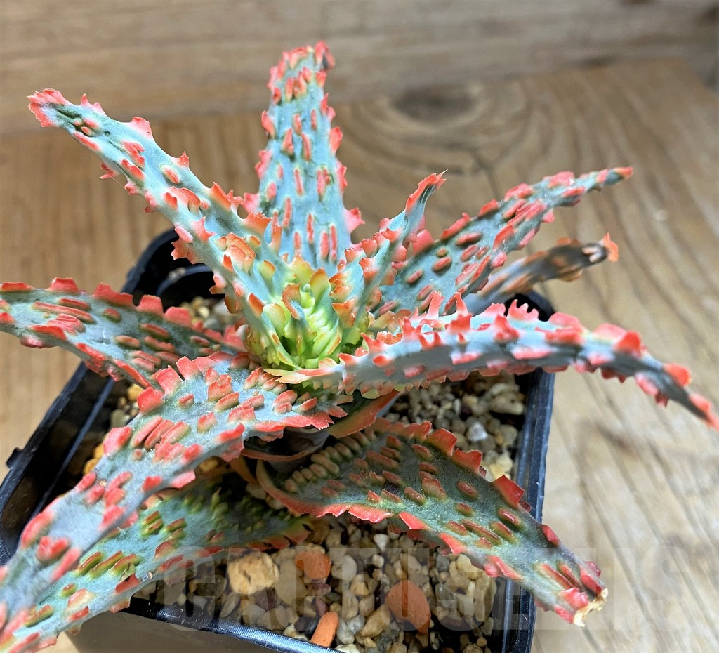 SH15100 Aloe TCT hybrid