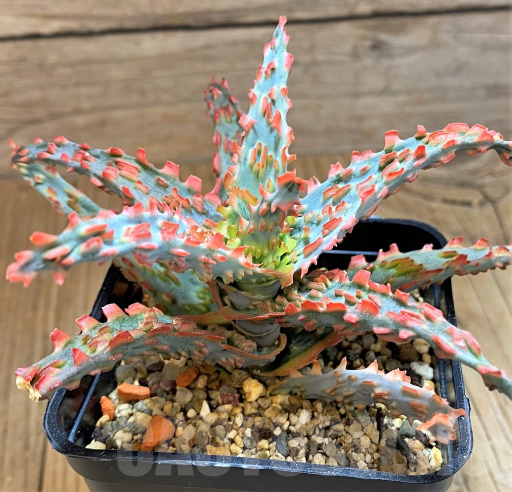 SH15100 Aloe TCT hybrid - Image 2