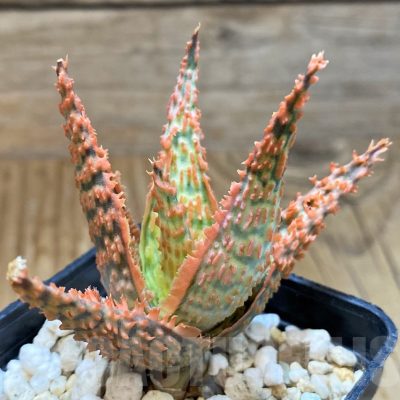 SH15102 Aloe TCT hybrid